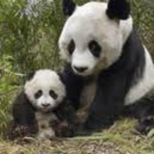 default - ursi panda