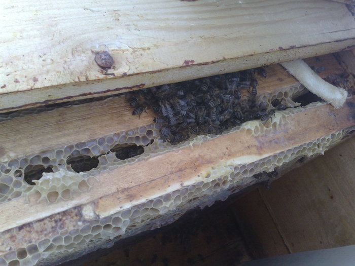 Image1618 - Stupi Iarna 2010-2011