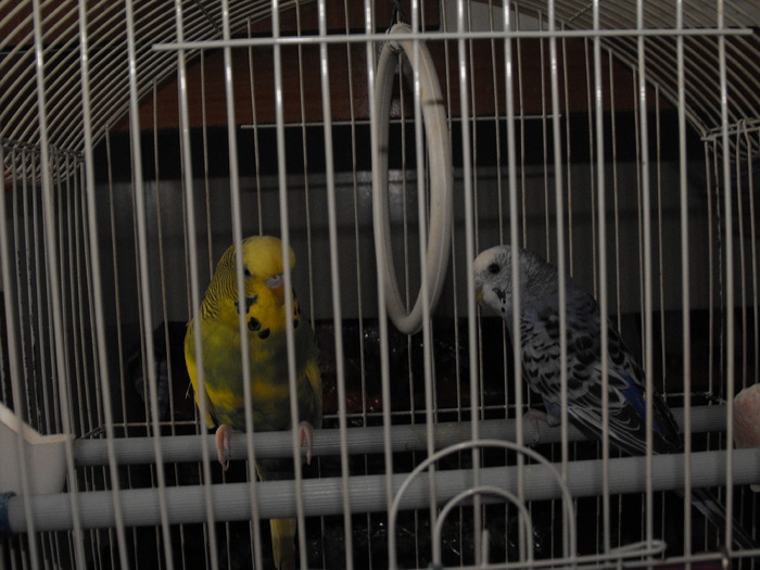 Papagalii mei Blue si Printisor (4) - papagali si zebre