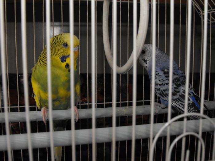 Papagalii mei Blue si Printisor (5) - papagali si zebre