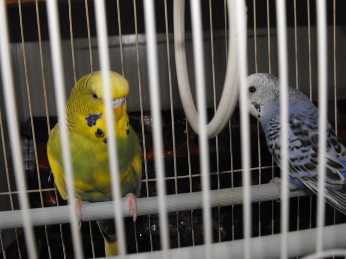 Papagalii mei Blue si Printisor (6) - papagali si zebre