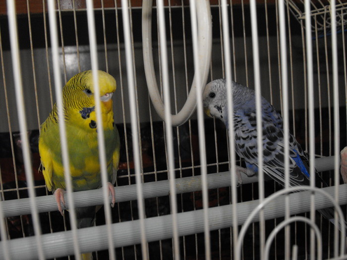 Papagalii mei Blue si Printisor (8) - papagali si zebre