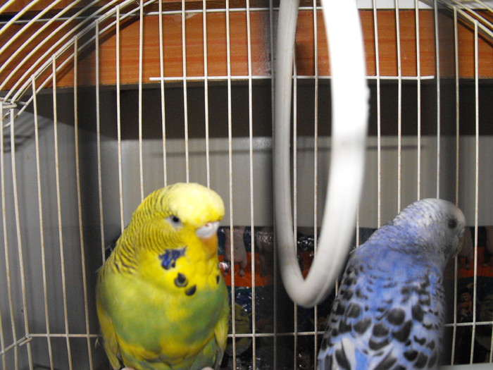 Papagalii mei Blue si Printisor (9) - papagali si zebre