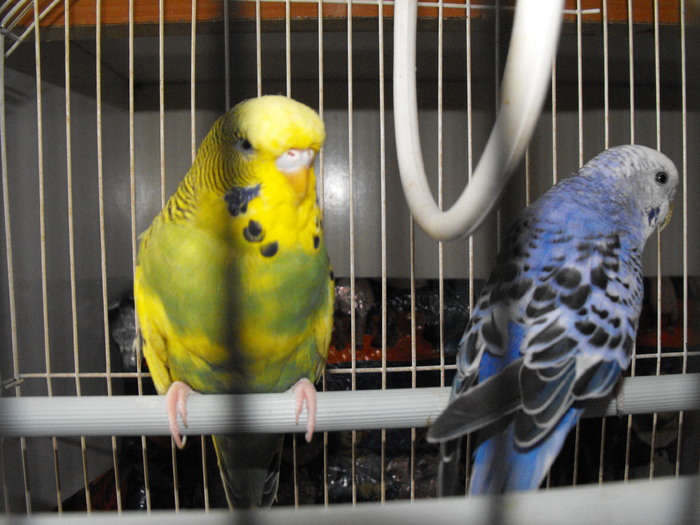 Papagalii mei Blue si Printisor (11)
