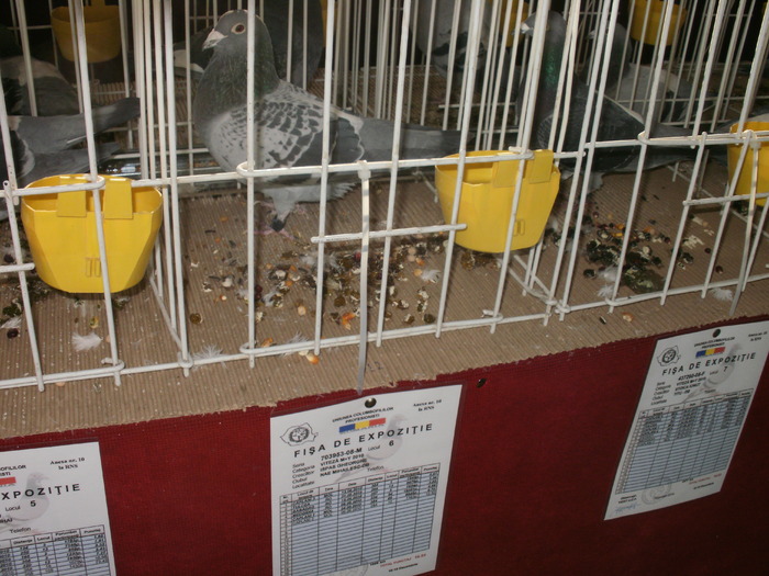 7 - Porumbeii mei in expozitie