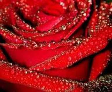 trandafir rosu - concurs de inima trandafir