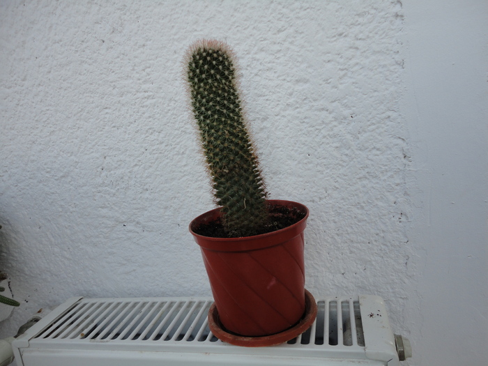 DSC01181 - Cactusii mei