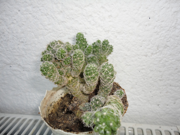 Mammillaria gracilis - Cactusii mei