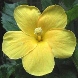 yellow_hibiscus2 - O_o galb3n O_o