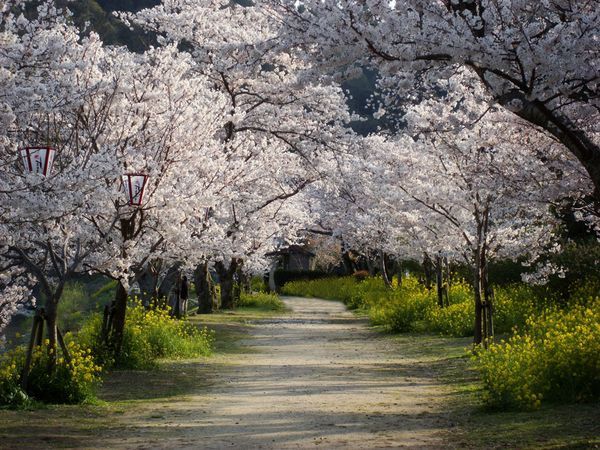 cherry-trees-walkway_13297_600x450