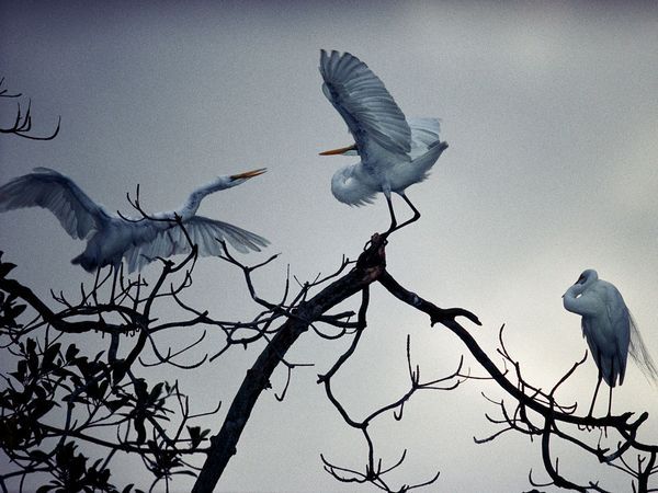 great-white-egrets_10456_600x450