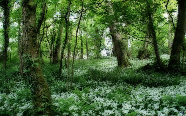 ireland-glade