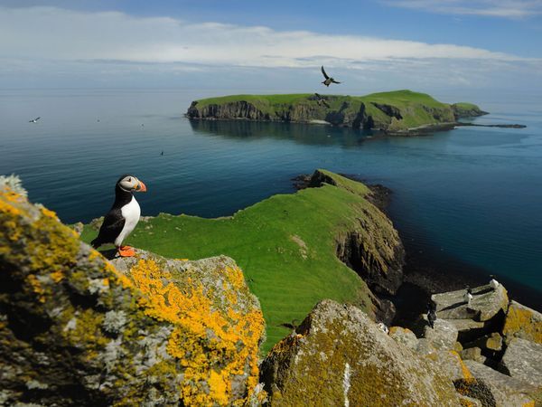 puffin-shiant-islands_13142_600x450