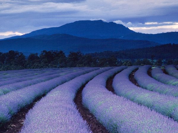 purple-fields-ludwig_1490_600x450 - XWallpaperX