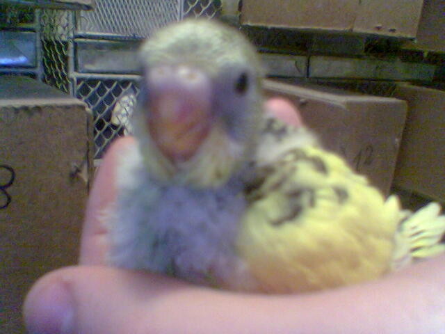 Pui de papagal de 3 saptamani