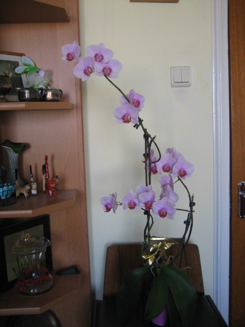 Picture 080 - orhidee 2olo