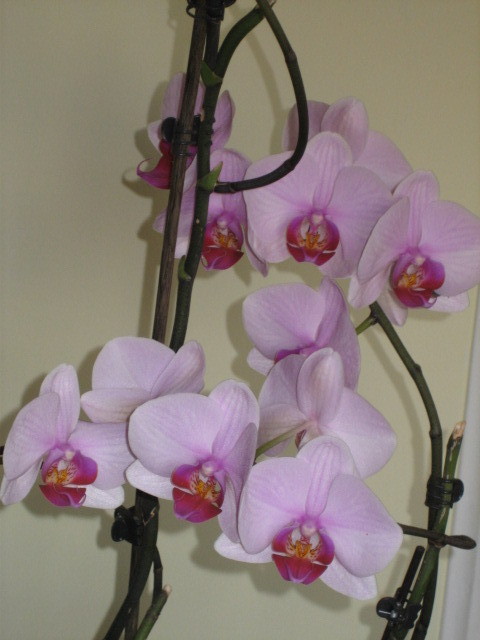 Picture 081 - orhidee 2olo