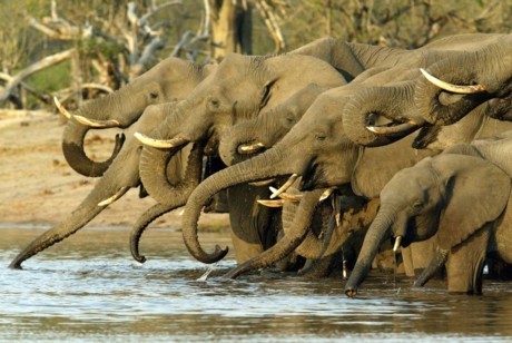 animals-elephant-herd-drinking-african-safari-botswana-michael-poliza-u[1]