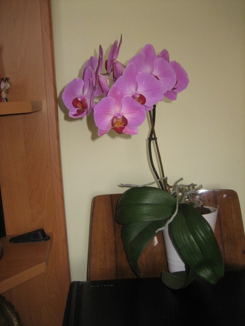 Picture 083 - orhidee 2olo