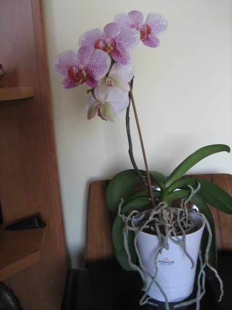 Picture 084 - orhidee 2olo