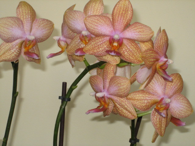 Picture 089 - orhidee 2olo