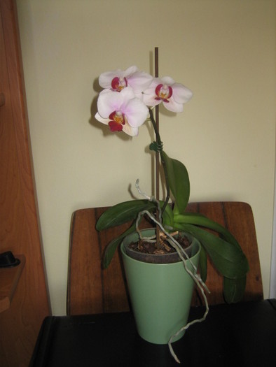 Picture 090 - orhidee 2olo