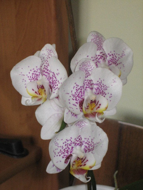 Picture 093 - orhidee 2olo