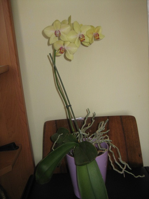 Picture 094 - orhidee 2olo