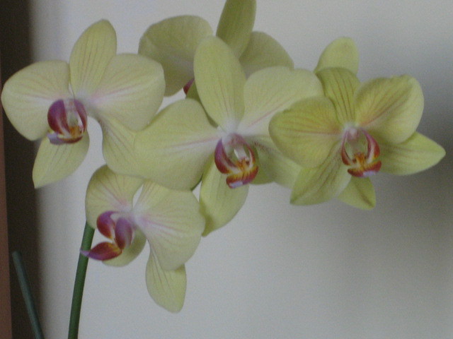 Picture 095 - orhidee 2olo