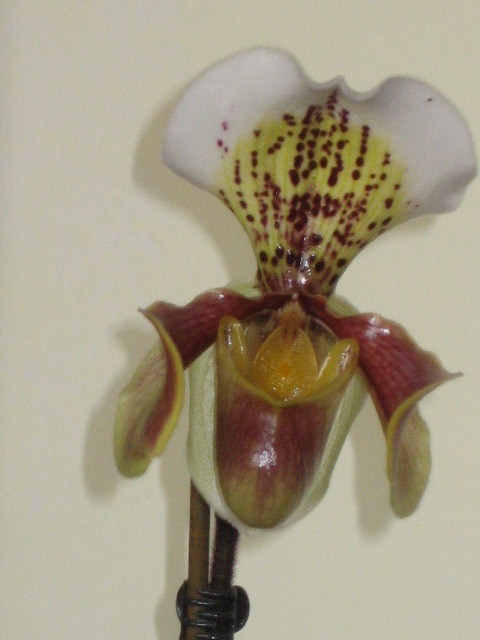 Picture 097 - orhidee 2olo