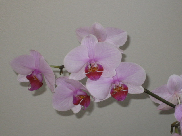 Picture 099 - orhidee 2olo