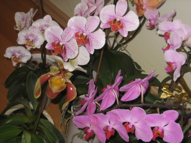 Picture 101 - orhidee 2olo