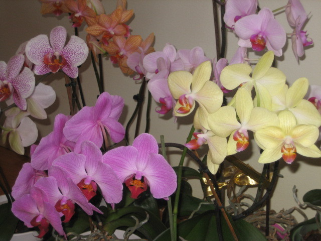 Picture 102 - orhidee 2olo