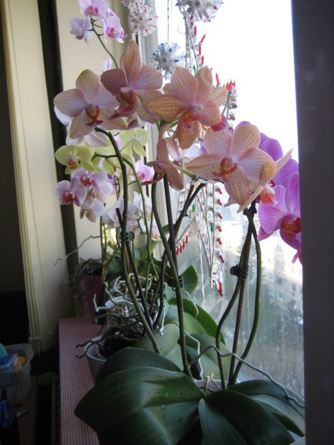 Picture 108 - orhidee 2olo
