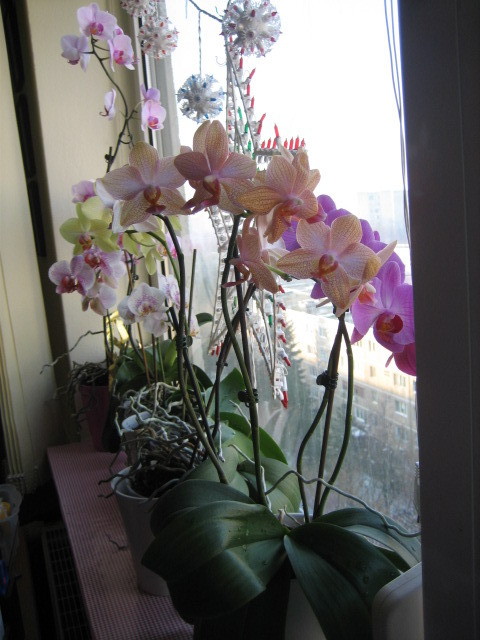 Picture 109 - orhidee 2olo