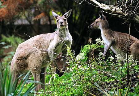 alg_zoo-kangaroos[1]