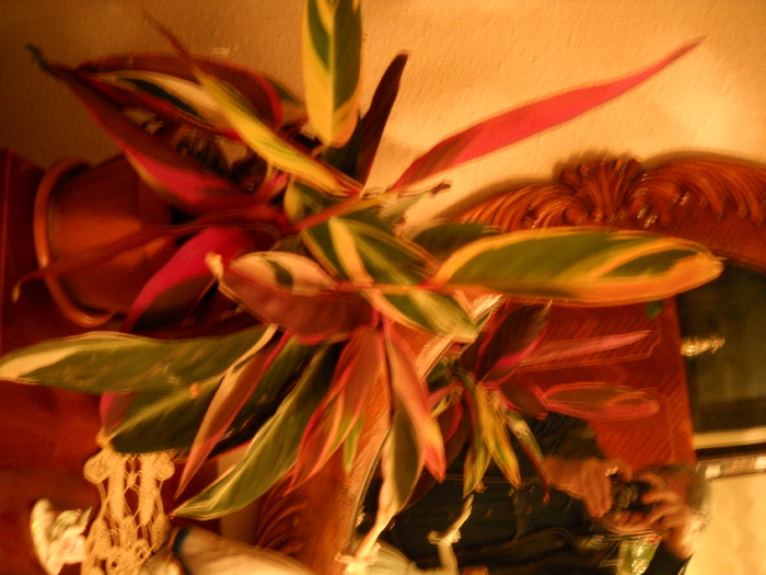 DSCN2397 - FLORI DIVERSE