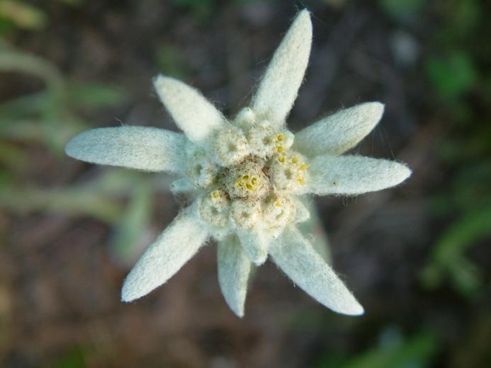 floarea de colt - Flori