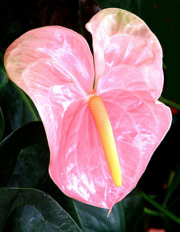 floarea flamingo - Flori