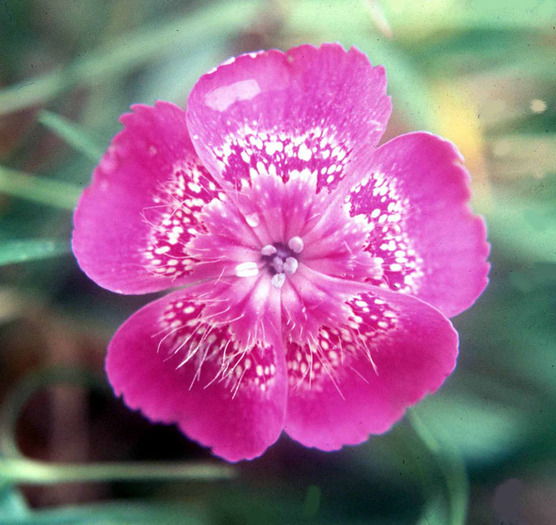 Garofita - Flori