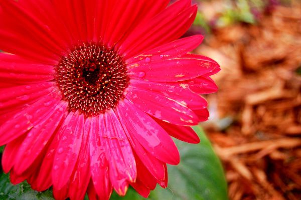 Gerbera