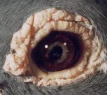 KIOPHLUZOLXXDVFFMIS - Ochi porumbeilor