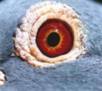 KXLXDYLBDOREZVTPZXW - Ochi porumbeilor