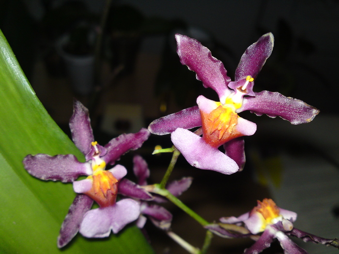 Oncidium sau Miltonidium? - 2011