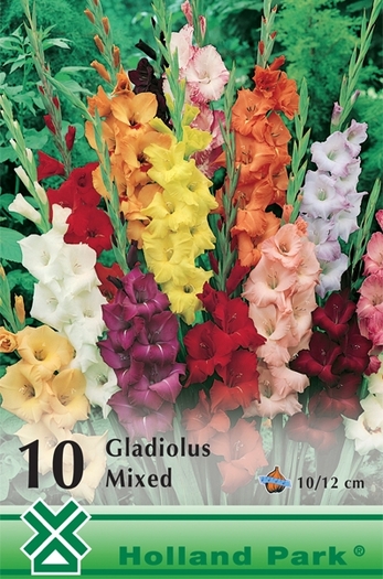 Z95 - gladiole