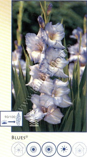 blues - gladiole