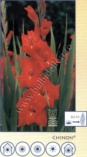 chinon - gladiole