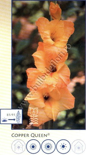 copper%20queen - gladiole