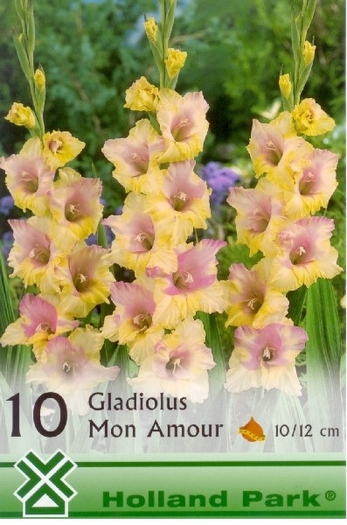 GladiMonAmour - gladiole