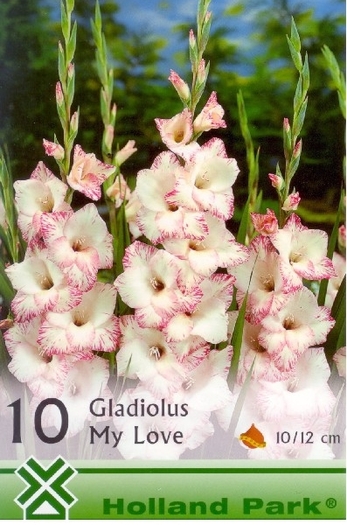 GladiMyLove - gladiole